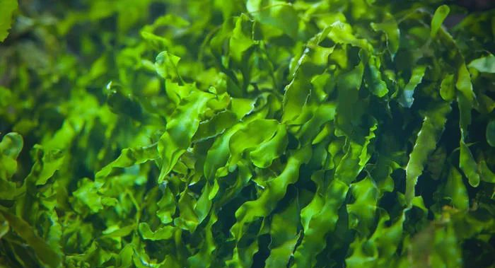 Algae DHA Powder: The Future of Vegan Supplements