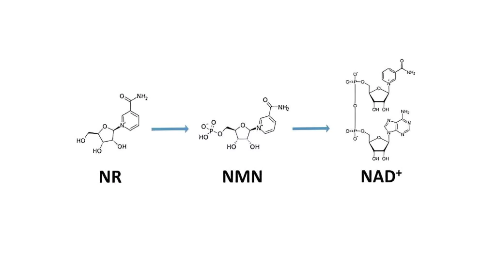 How NMN Recharges You at the Cellular Level