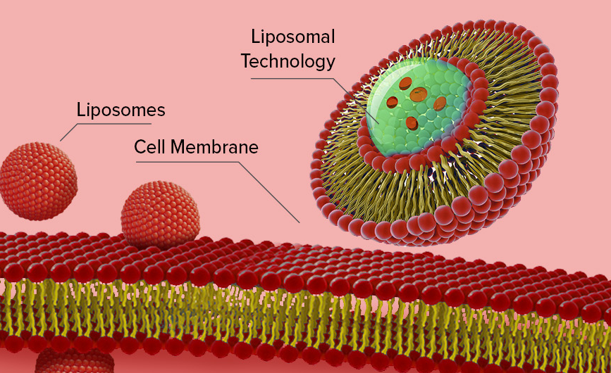 4.3x Absorption—Liposomal Iron Pioneers a New Era of Precision Iron Supplementation