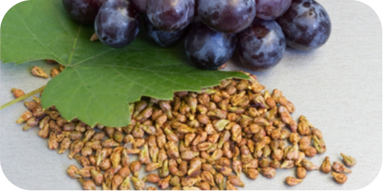 Grape Seed OPC Extract: EU Guideline-Backed Ingredient for Health Brands